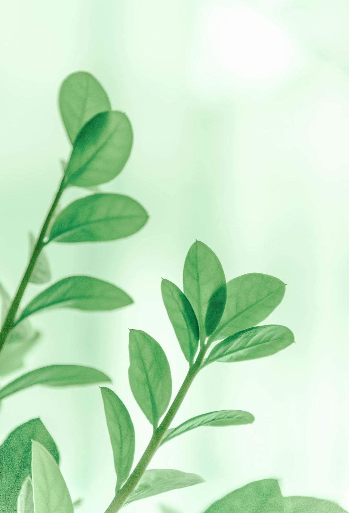 The Earth is an amana: Reclaiming Islamic Roots of Environmental Stewardship